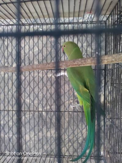 ringneck breeder female