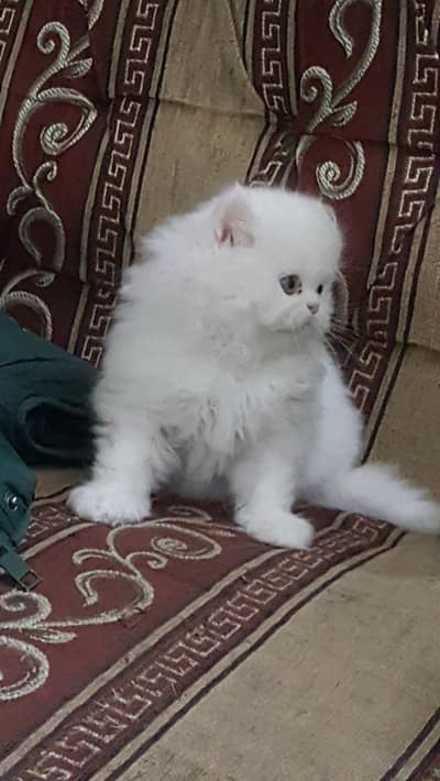 pure punch face kittens 03074524744