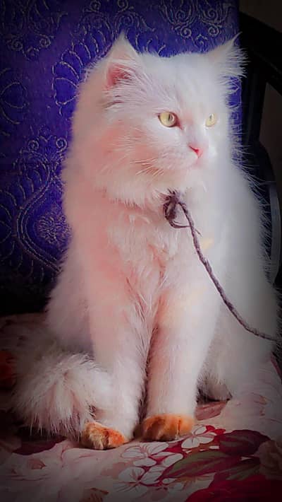 Persian white kitten