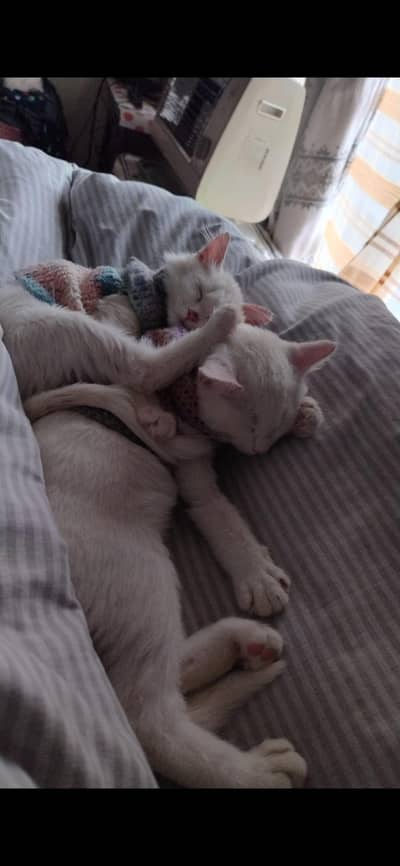 Half Persian breed kittens pair fully vaccinated