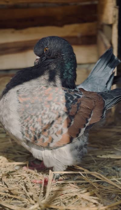 Sherazi Breeder Pairs & Single Pieces