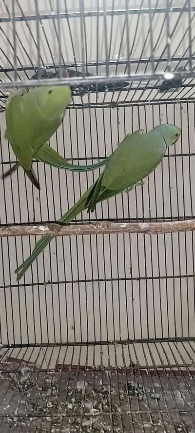 ringneckpiar breeder pair for sale crossing strat