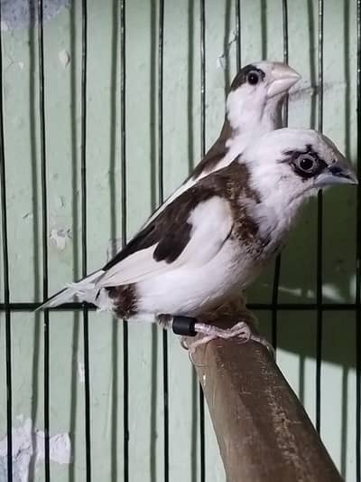 bangalese finch breeder pair Available