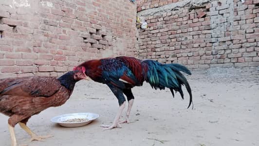 urgent sell ha lyna WALA Bhai rabta kary