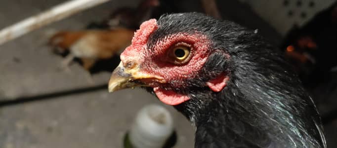 aseel muski for sale