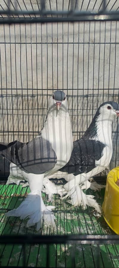 Sherazi Breeder Pairs & Single Pieces