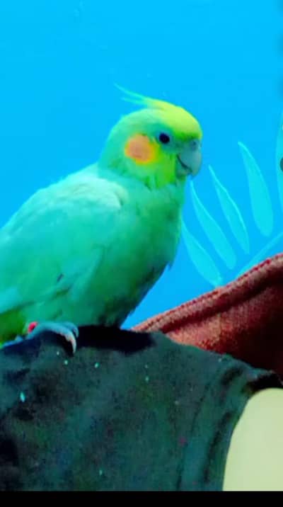 tamed cream cocktail parrot