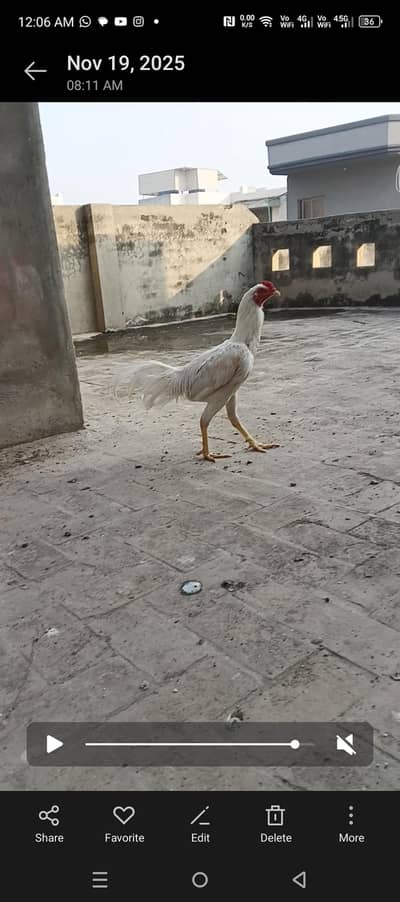 aseel murga urgent sale