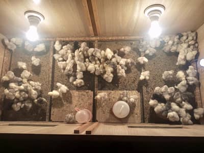 Bantam chicks available for sale in lahore