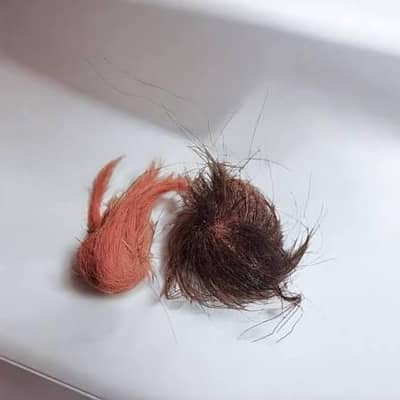 geedar singi jisy chahya vo rabta kry