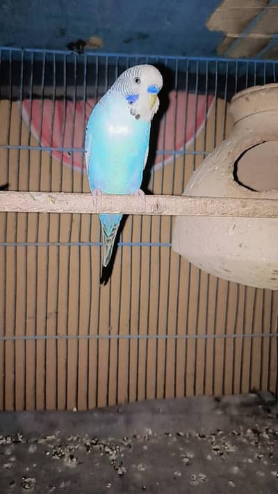 Urgent sale serious buyers contact me 03171071037 ispe call kr len