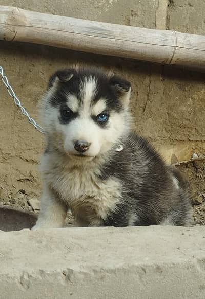 Siberian Husky Female