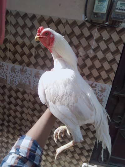 top quality Heera male 03711036880