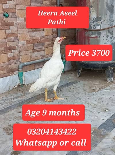 Heera Aseel Pathi female and Paper White Heera Aseel Chicks 0320414342