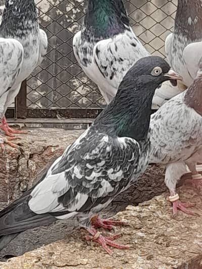 Royal taddy nar blider 03214991363