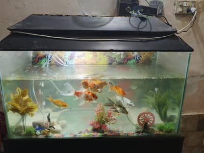 fish aquarium 3 feet by 1.5 feet with 10 fish