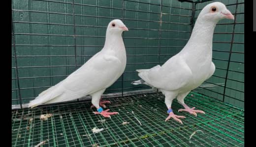 breeder pigeon