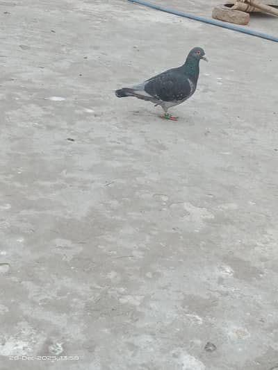 beautiful pigeon