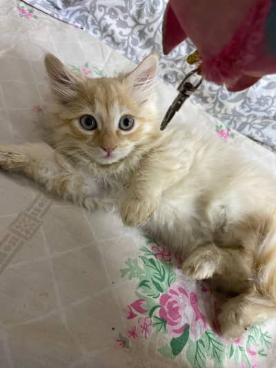 Triple coated kittens