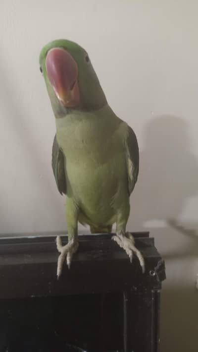 Kashmiri raw male jumbo size red factor and ring neck parrot talking