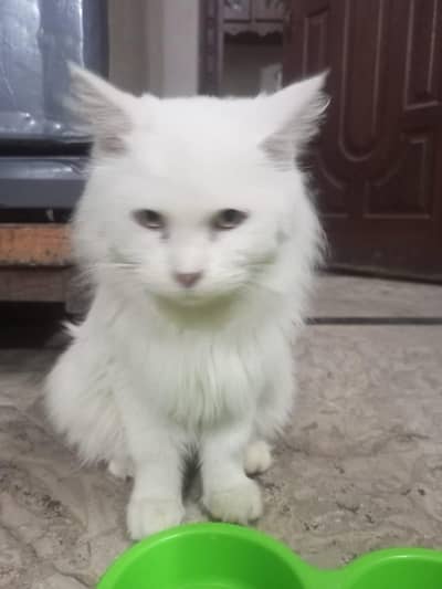 white Persian cat 7 month old
