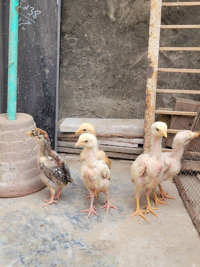 Aseel Heera and shamo cross chicks