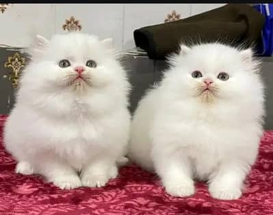 Persian kittens triple coat pair for sale contact whatsap 03047062762