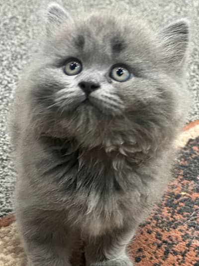 Persian kittens