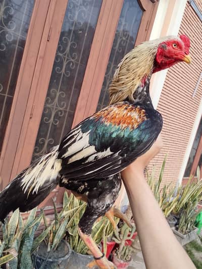 high quality aseel breed chicks