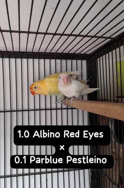 Lovebird Breeder Pair With Cage