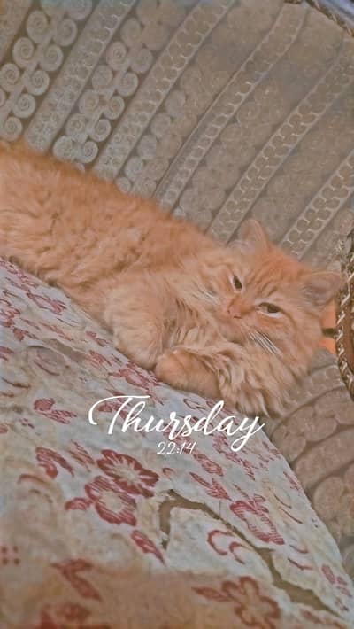 Persian cat for sale hazel eyes colour brown