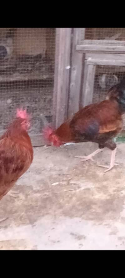 3 male misri hens available