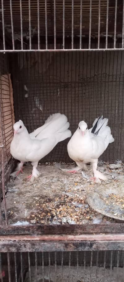English faintail lakha pair laka patha female