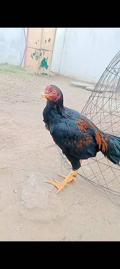 2 mushka or cheena ptha forsale