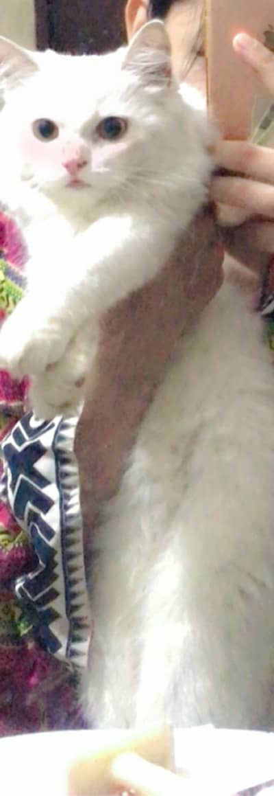 Pure White Persian Kitten for Sale