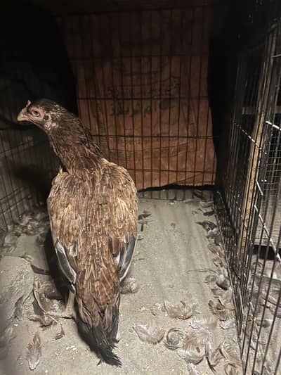 Zero size pure mianwali maadi. white nok nali.