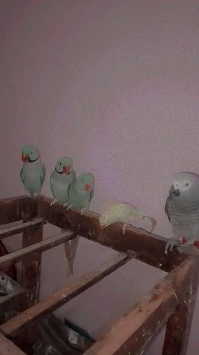 grray parrot female breeder 5 Year old