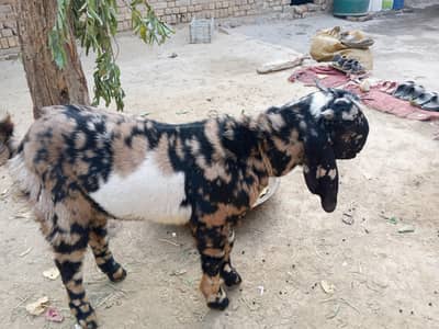 bakra
