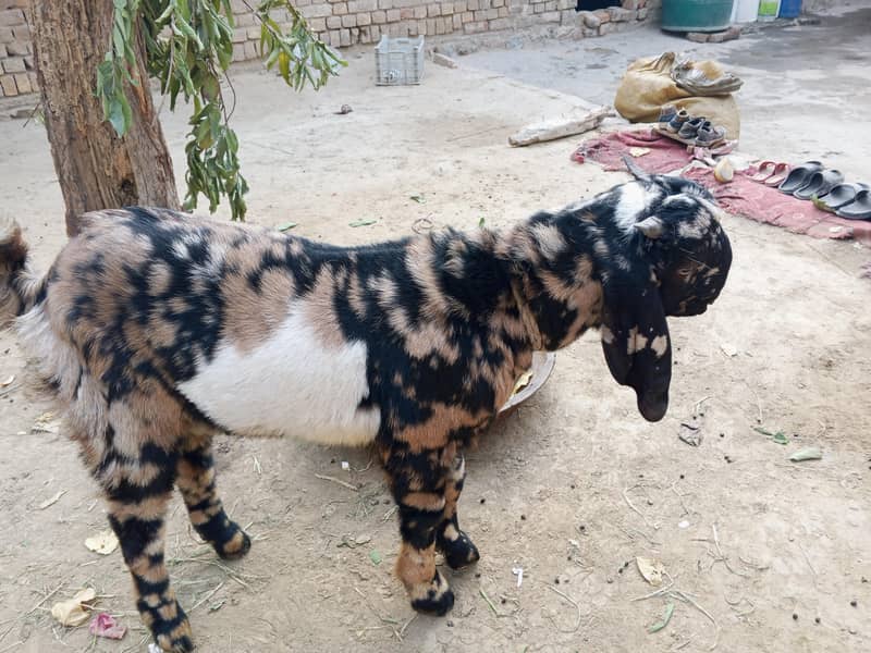 bakra 0