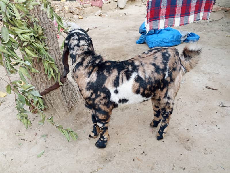 bakra 1
