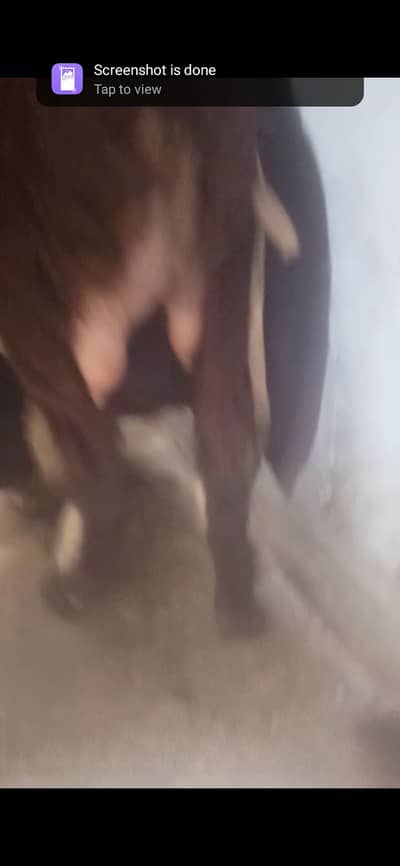Doodh wali bakri 03154225575