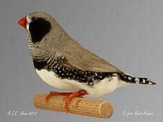 black chick black breasted zebra finch available for sale breeder pair