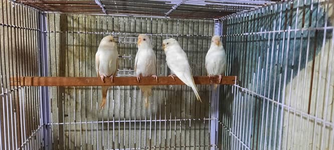 Red Eyea Breeder Females Budgies for Sale