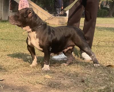 Pitbull breeder female