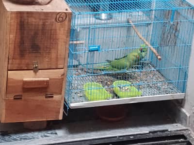 parrots pair full age