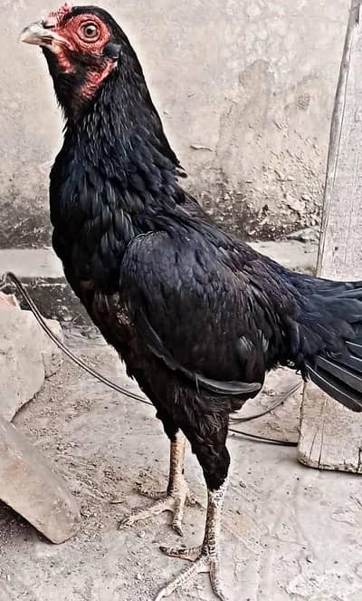 Aseel Murgi ,  Aseel Thai , Aseel Sindhi , Aseel Mianwali