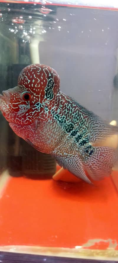 flower horn male and female