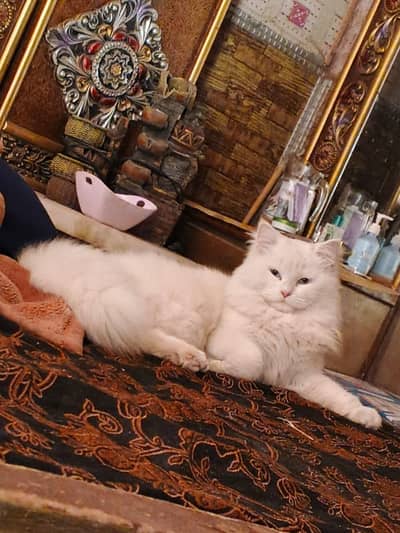 parshian double face