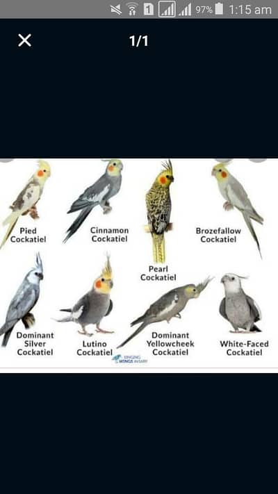 Green pale fellow breeder Femail with Parblue pale fellow mail