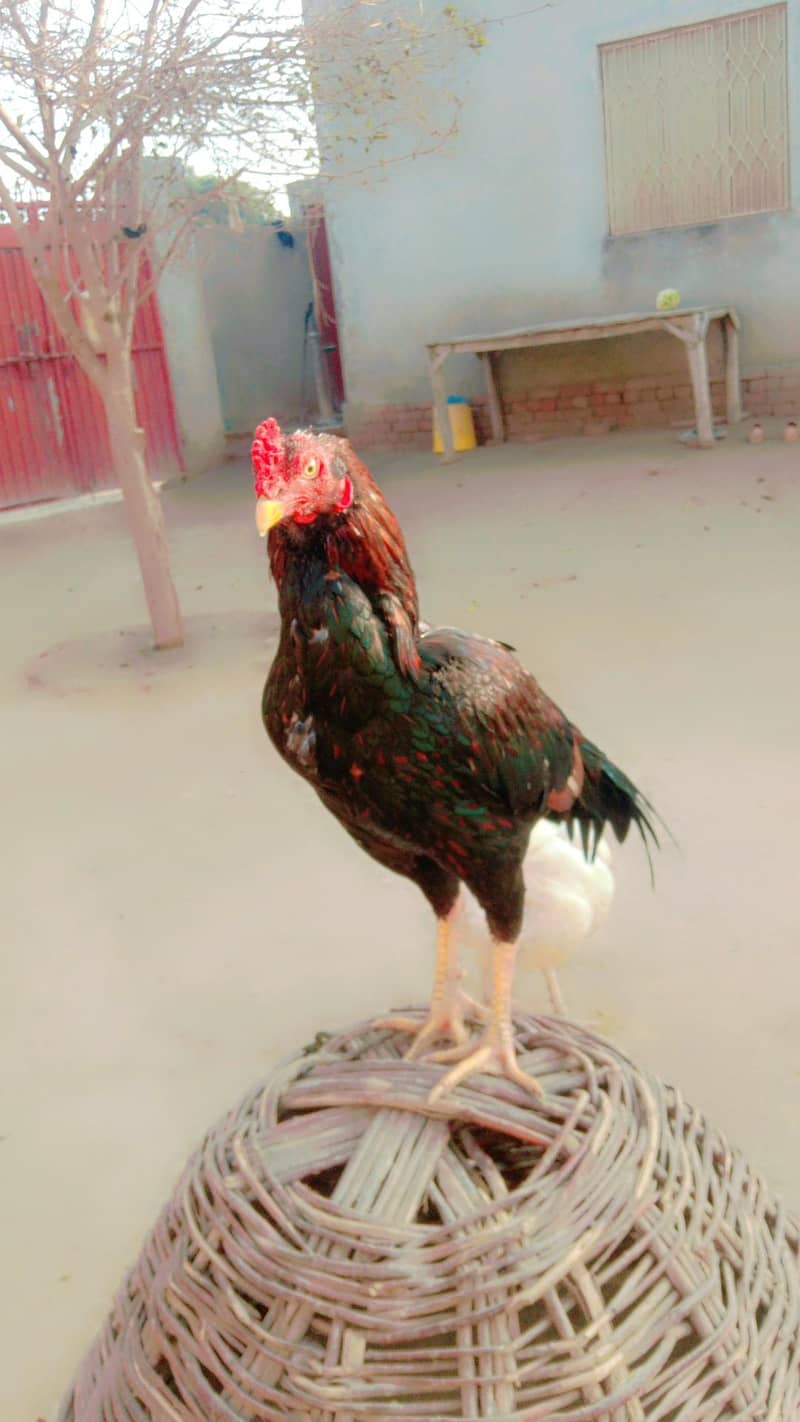 لاکھا اصیل اور ساوا اصیل  2پٹھے 0